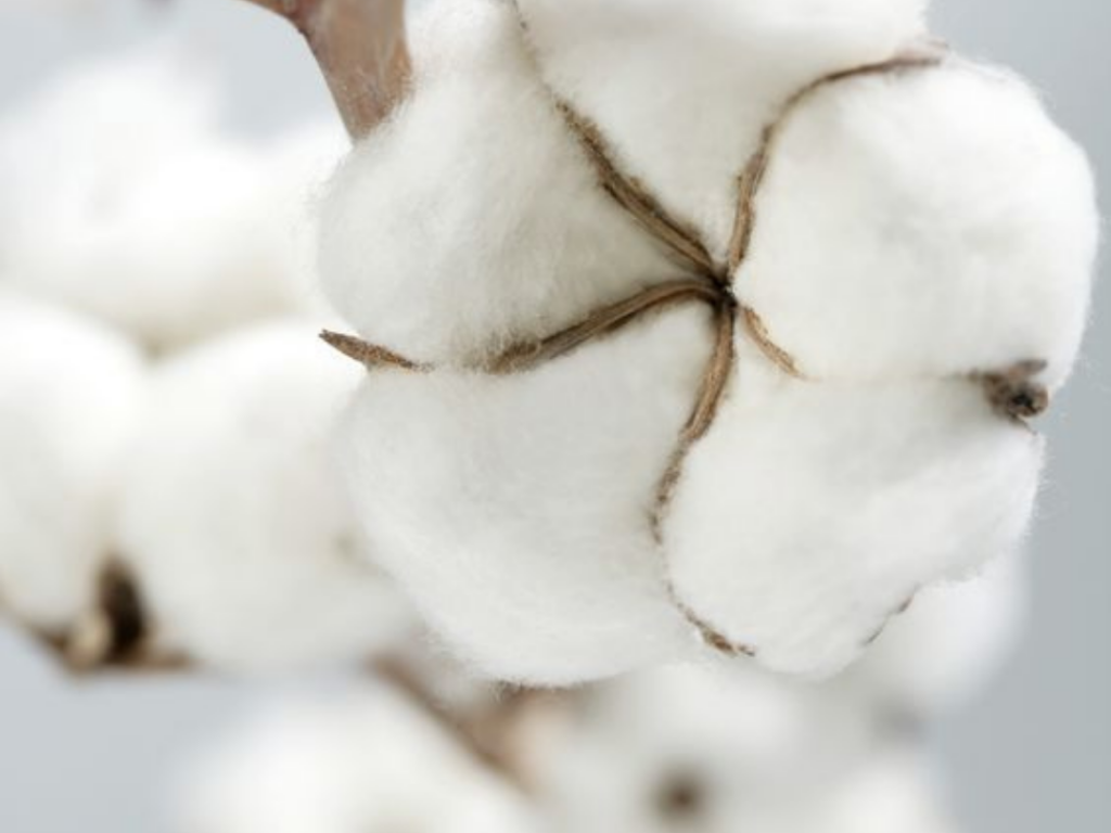 Najzdrowsza, certyfikowana bawełna organiczna – jakie niesie korzyści?